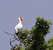 Yellow-billed stork (mycteria ibis) trying to catch dragonflies, Lake Manyara